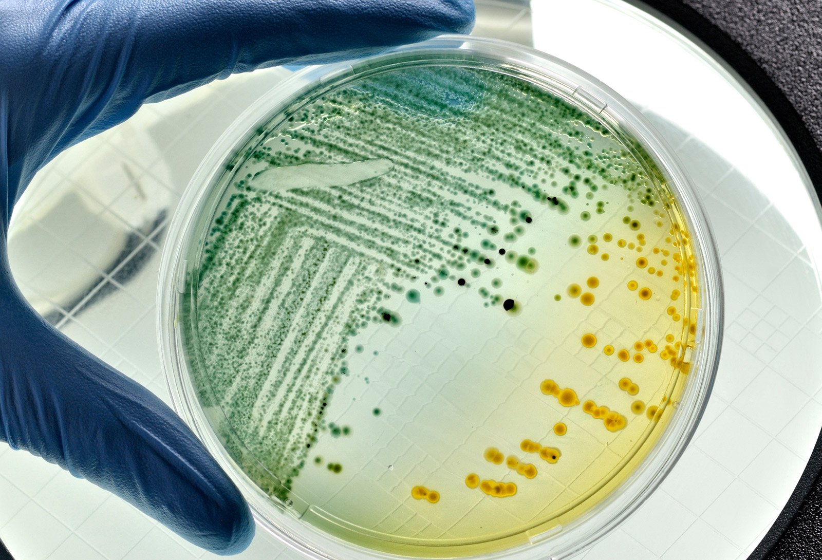 Effective Disinfection Sanitization In Food And Beverage Processing