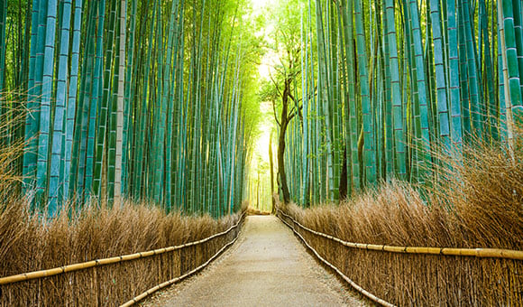 Blog-Bamboo-Forest-580x340.jpg
