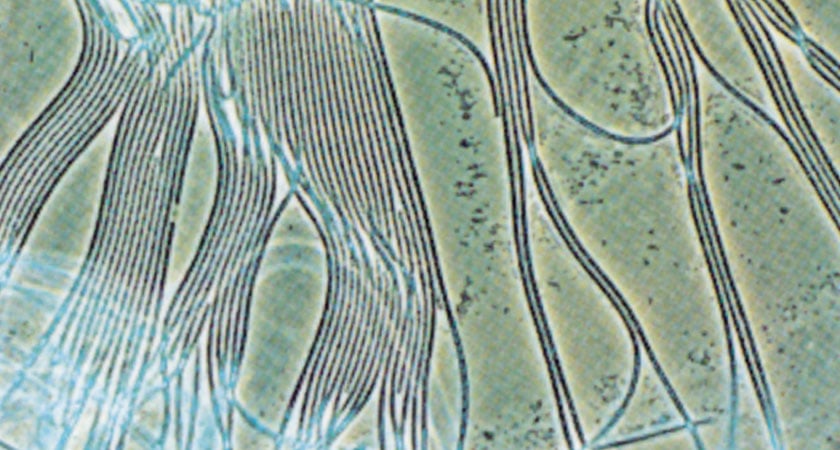 Microbiological Control Agents